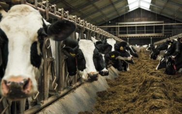 Koeien in een stal.