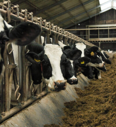 Koeien in een stal.
