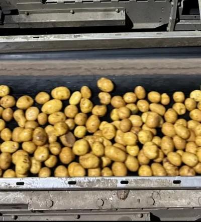 Potatoes on a treadmill.